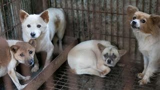 Dogs Rescued From Korean Meat Farm