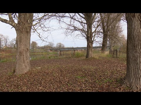 Video: Kādi koki aug Masačūsetsā?