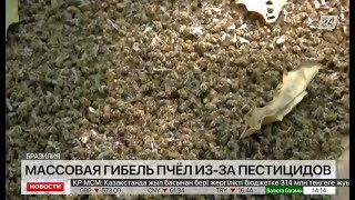 Массовая гибель пчел зафиксирована в Бразилии