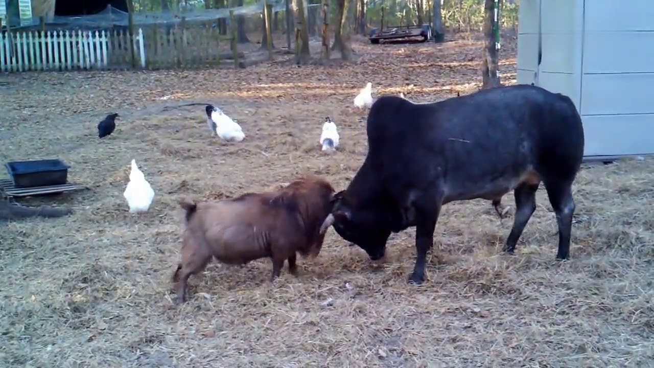 The goat fought with the cow. What would happen next.