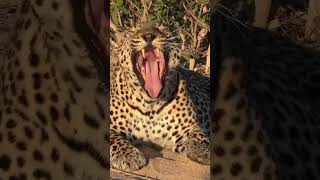 Awesome Leopard Roar! #Wildlife | #ShortsAfrica