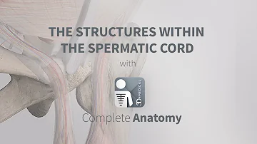 What is the main function of spermatic cord?