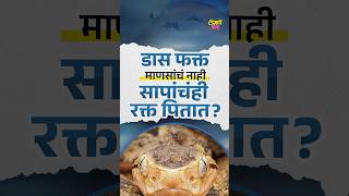 माणसांप्रमाणेच डास सापांचंही रक्त पितात का? जाणून घ्या...#mosquito #snakes #mosquitobites