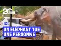 Un éléphant tue une personne pendant une fête en Inde
