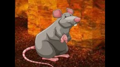 feed the hungry rat video walkthrough