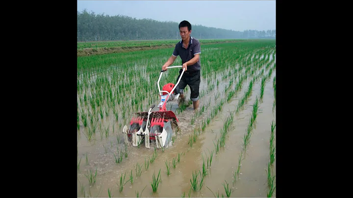 rice paddy weeder weeding machine