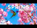 Springtime Splendor 4K | Buzzing Bees & Dancing Butterflies 🌸 A Garden in Full Bloom