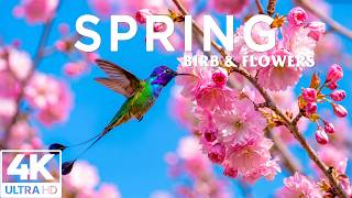 Springtime Splendor 4K | Buzzing Bees & Dancing Butterflies 🌸 A Garden in Full Bloom screenshot 3