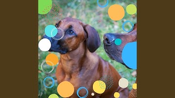 Pulsating Ambiance for Lonely Puppies