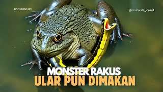 Giant Frog That Eats Snakes Alive - TERRIFYING
