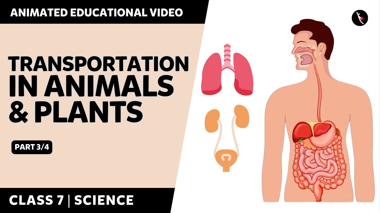 Transportation In Animals And Plants | Part 3/4 | NCERT Class 7 ...