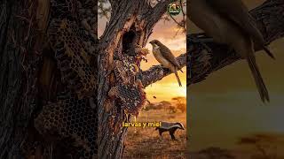 solo guia al tejon y despues ella come agusto #reel #viral #aves #birds