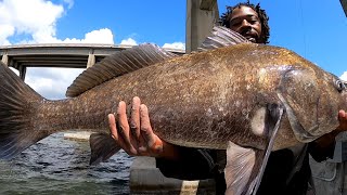 Catching HUGE Black drum