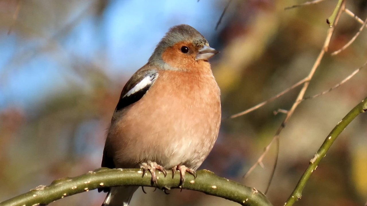 Pěnkava obecná, Common Chaffinch, Buchfink, Vink, Zięba zwyczajna, Pinson des arbres