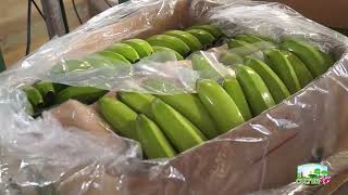 Pos cosecha, empaque, distribución y exportación de banano en Nicaragua/INTANICARAGUA