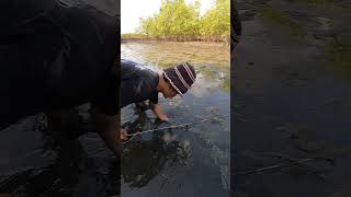 Catch Big Mud Crabs In The Mangrove Forest After The Sea Low Tide | BONG VATH |