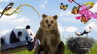 Interesting animals around us: Birds, Butterflies, Brown Bears, Pandas, Storks, ...