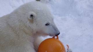 2011年最終日 いつものアイラでまた来年!Polar Bears 2011 final day at Maruyama zoo