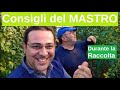 Concimi durante la raccolta dei Pomodori come fare e quali usare con il Mastro