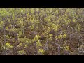 Flying over swamp (4K) ASMR