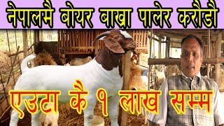 बोयर बाख्रा पालन गरेर नेपालमै यसरी मनग्य आम्दानी गर्न सकिन्छ Boer Got Farming In Nepal