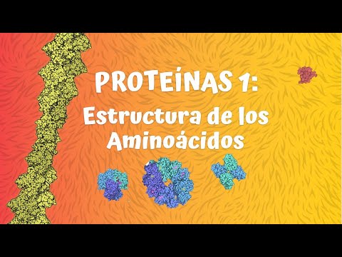 Proteínas 1: Estructura de los aminoácidos