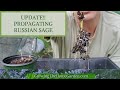 Russian Sage Propagation Update (We Have Roots)