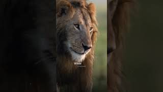 The king of the jungle!🦁