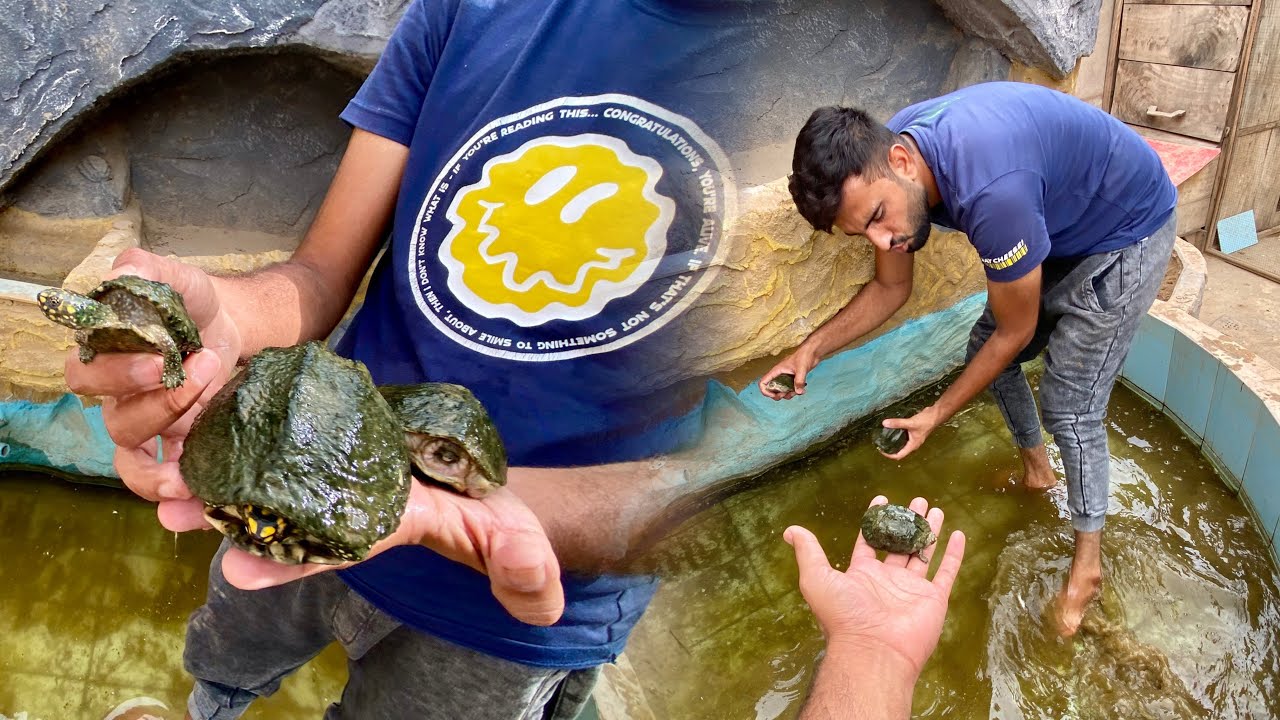 Ye Kia Halt Hogai Turtles ki🥰