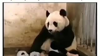 Scare a panda with panda mask
