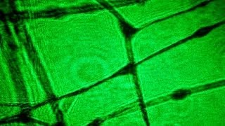Laser pointer microscope diy - watching little creatures