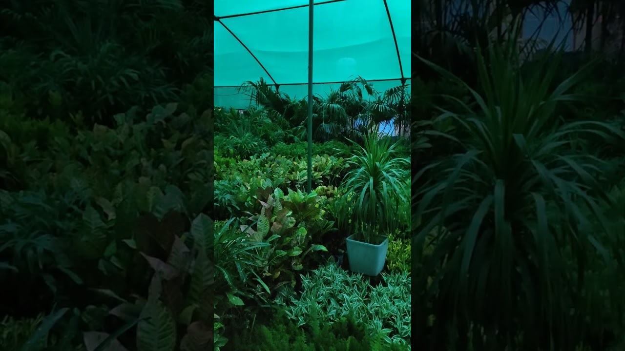 nursery at Varanasi plantlover YouTube