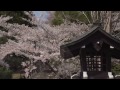 【東北桜紀行】仙台東照宮