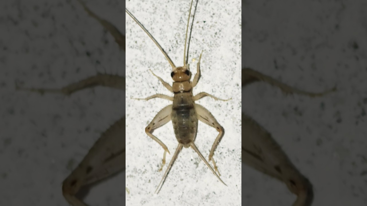 tropical house cricket insect 