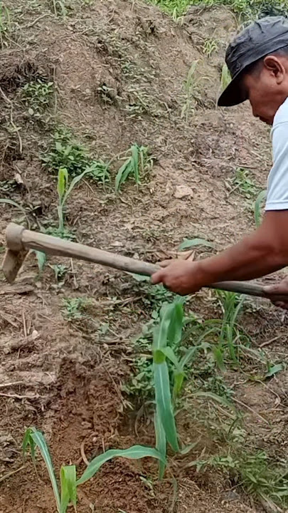 Wajib lakukan ini terhadap tanaman jagung#shortsviral#perawaran#tanamanjagung#jagungmanis