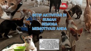 INTIP AKTIVITAS KUCING DI RUMAH
