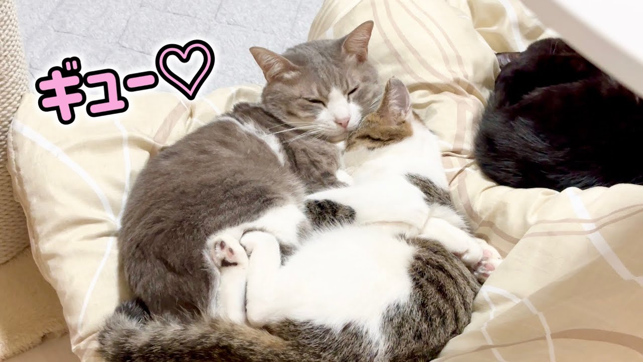 リンコナダ　猫の親子 子猫を抱きしめて、まるで親子のような猫たち - YouTube