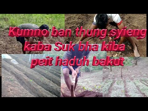 Kumno ban thung syieng kaba suk bha How to plants Ginger simple