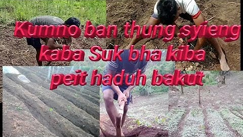 Kumno ban thung syieng kaba suk bha|| How to plants Ginger simple