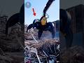 Incredible Machine: Moving Tons of Scrap in Seconds! 😱 #shorts
