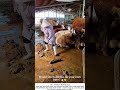 Cleaning Cow Manure with a Homemade Scraper – Simple & Smart 🧹🐮