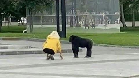 Escaped chimpanzee returns to Ukraine zoo after being given rain jacket