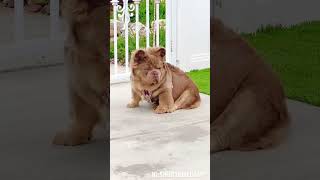 Choclate Fluffy French Bulldog
