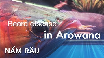 Bệnh NẤM RÂU CÁ RỒNG căn bệnh quái ác và cách chữa trị