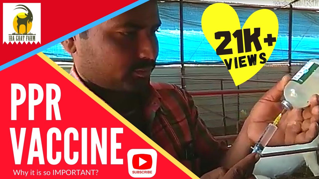 PPR Vaccine Why When And How Live Demo By Ira Goat Farm YouTube ppr-vaccine-why-when-and-how-live-demo-by-ira-goat-farm-youtube