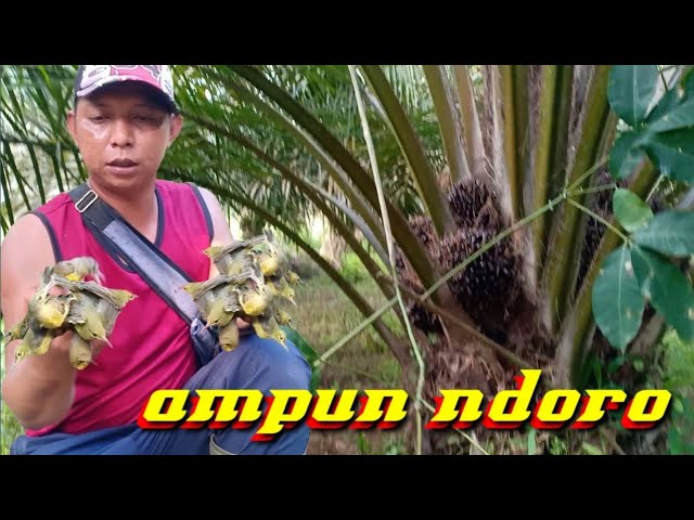 Sampai Mobal kayak Tawon Mikat Burung Di Kebon Sawit class=