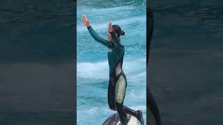 カメラに向かって飛んで来るララのスカイロケット!! #Shorts #鴨川シーワールド #シャチ #Kamogawaseaworld #Orca #Killerwhale
