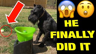 SUPER SMART DOG HE LEARNED THIS SO FAST!!!! (Giant Schnauzer)