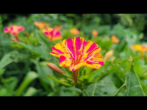 वीडियो: फूल नहीं चार बजे - क्या करें जब चार बजे नहीं खिले