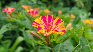 What causes broken colors on 4 O'clocks (Mirabilis jalapa) ?